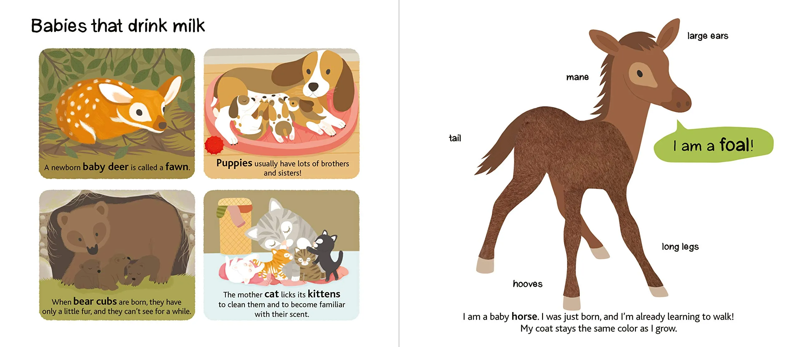Touch and Explore: Baby Animals
